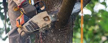 How Our Tree Care Process Works  in  Crowley, LA